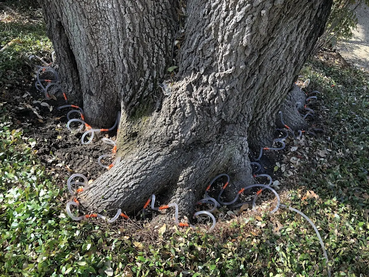 Detailed Tree Cabling and Bracing job site in South Gibson
