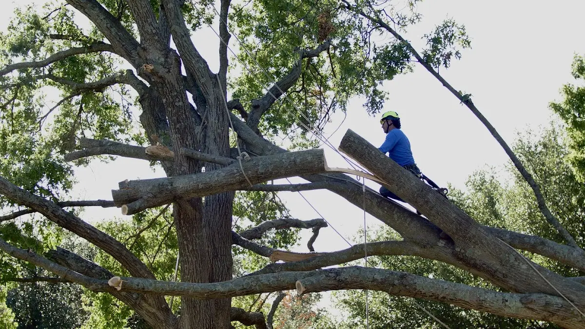Professional Crown Thinning performed by certified arborists in South Gibson
