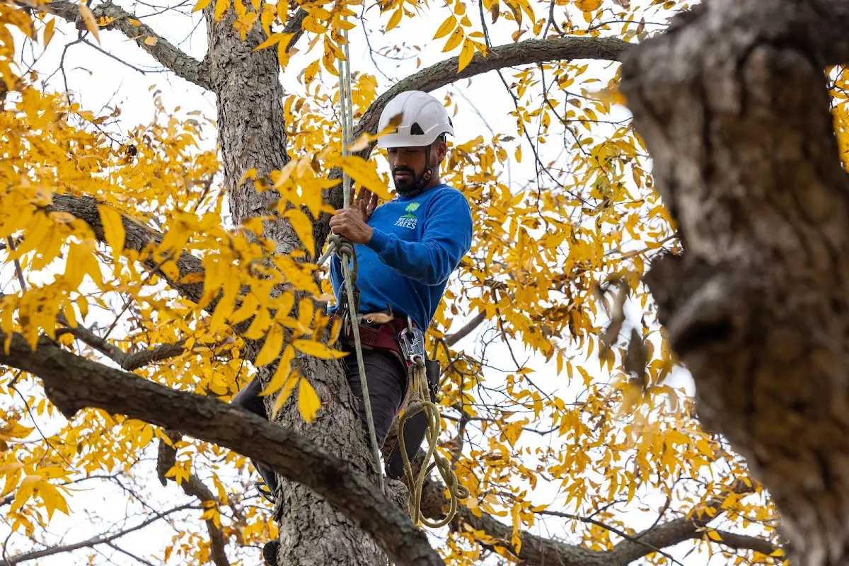 Skilled Tree Pruning crew working in South Gibson